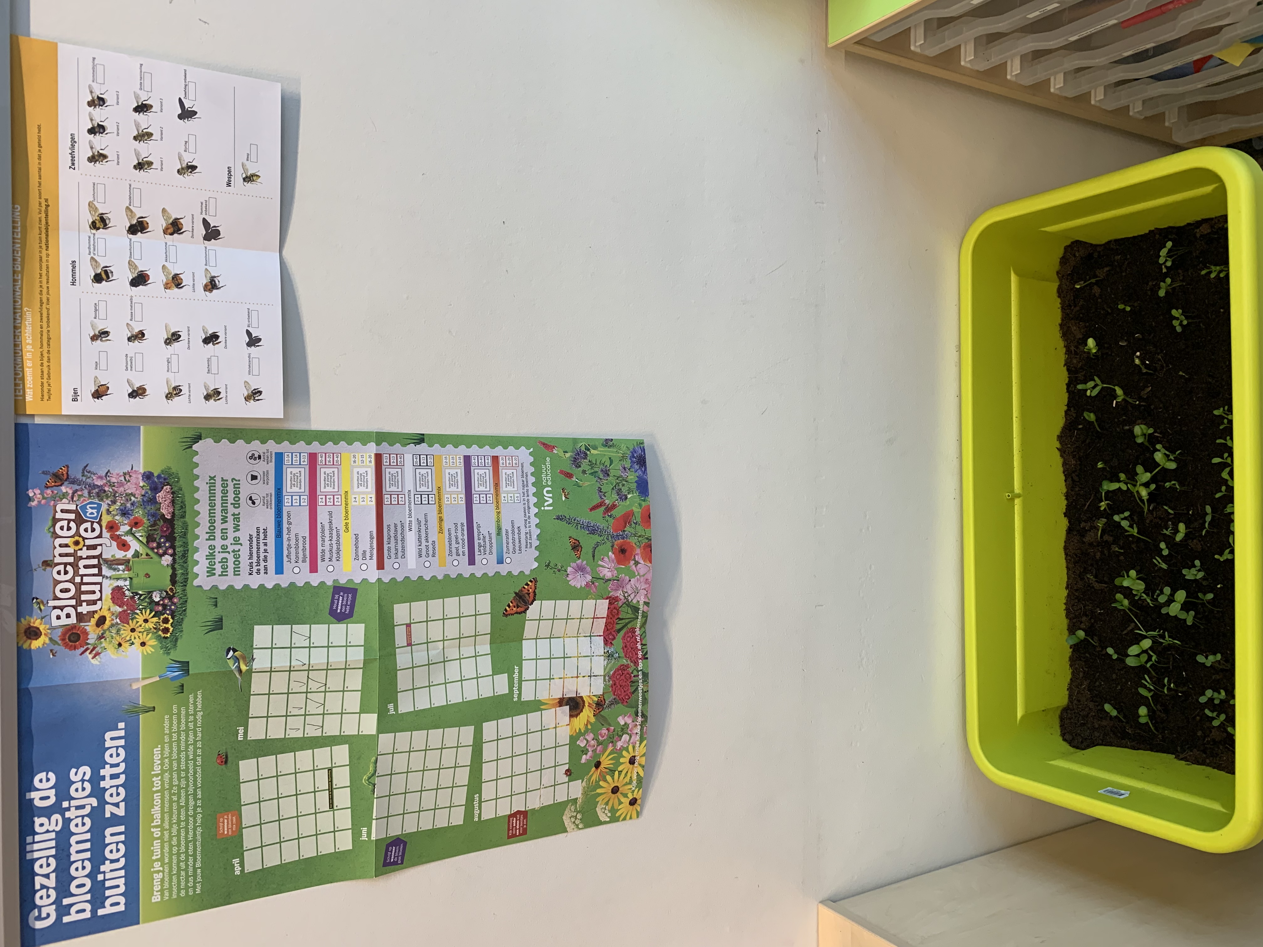 Plantjes over planten